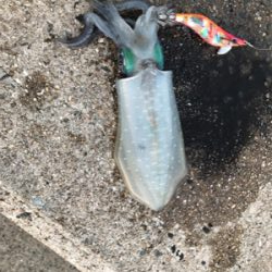 秋イカ釣れてます