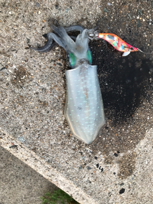 秋イカ釣れてます