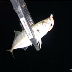 中アジ乱舞(･∀･)