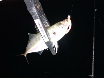 中アジ乱舞(･∀･)