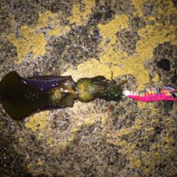 なんとか良型ゲット(๑>◡<๑)