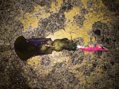 なんとか良型ゲット(๑>◡<๑)