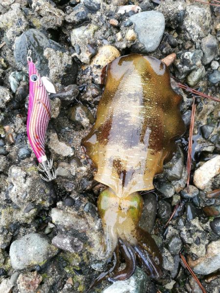 アオリイカ調査