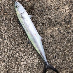 遠征エギング3日目in直江津ハッピー