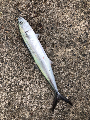 遠征エギング3日目in直江津ハッピー