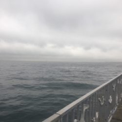 やっぱり厳しい？タチウオ