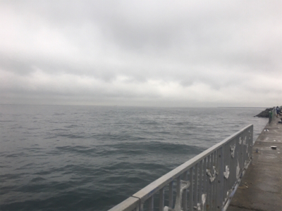 やっぱり厳しい？タチウオ