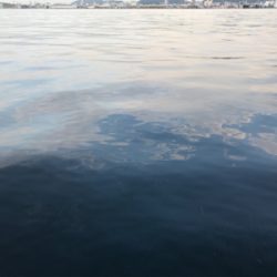 サゴシナブラ♫