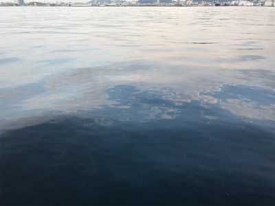 サゴシナブラ♫