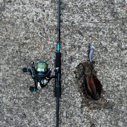 湾内でもよきよき！！