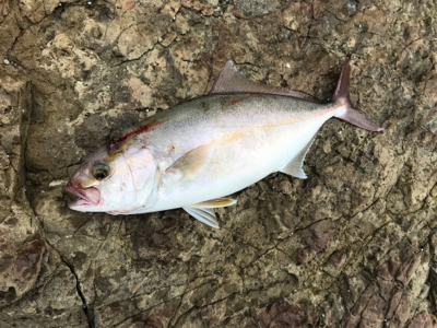 ブリ、ネリゴ、