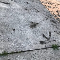 秋アオリイカ釣果