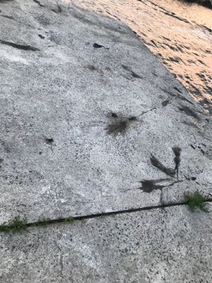 秋アオリイカ釣果