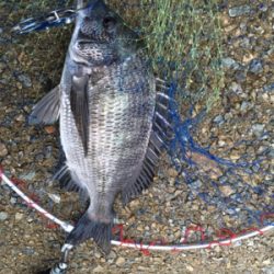 カニで落とし込み