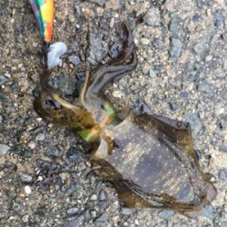 明石でエギング