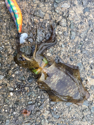 明石でエギング