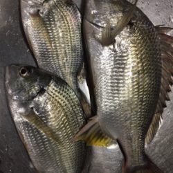 キチニングと海底掃除