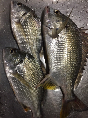 キチニングと海底掃除