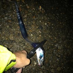 久しぶりにタチウオGET(^｡^)