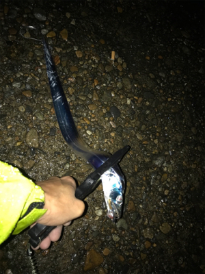 久しぶりにタチウオGET(^｡^)