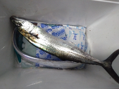 仕事前朝練で牙族3目GET