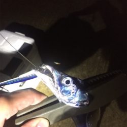 タチウオばかり