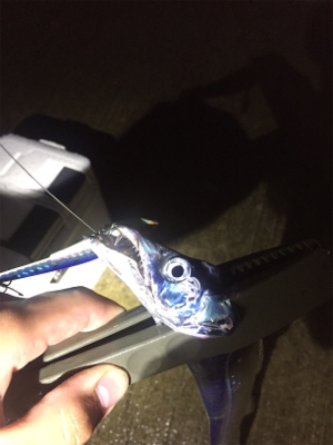 タチウオばかり