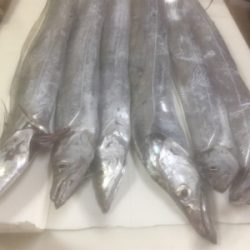 刺身を食べさせてあげたくて