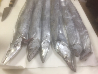 刺身を食べさせてあげたくて