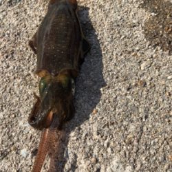 しまなみエギング ちょいサイズアップ