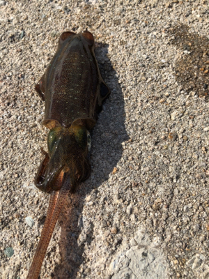 しまなみエギング ちょいサイズアップ