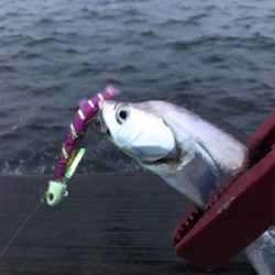 ジグ○ワインド×テンヤ○