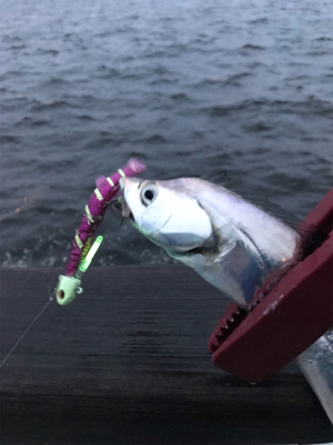 ジグ○ワインド×テンヤ○