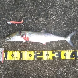 タチ、サゴ、アジ、サバ