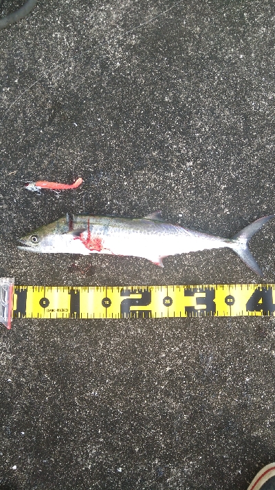 タチ、サゴ、アジ、サバ