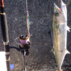 30cmアカヒラ、40cmサゴシ