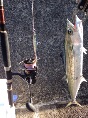 30cmアカヒラ、40cmサゴシ