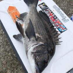 洲本でグレ&チヌ