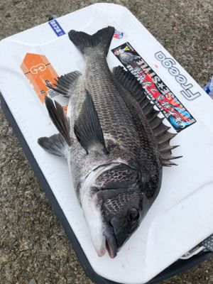 洲本でグレ&チヌ