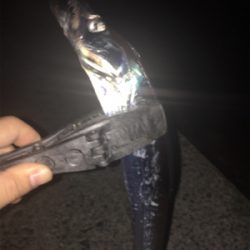 釣れて良かった。