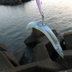 タチウオは居るが…