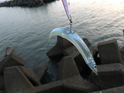 タチウオは居るが…