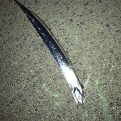 神戸東側もタチウオ好調です