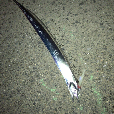 神戸東側もタチウオ好調です