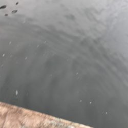 テンヤとバイブで太刀魚♫