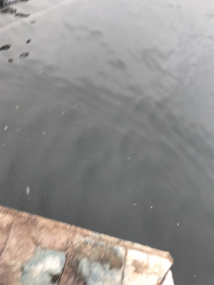 テンヤとバイブで太刀魚♫