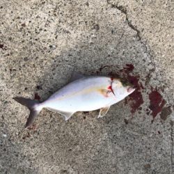 某有名漁港にて！ショアジギング！