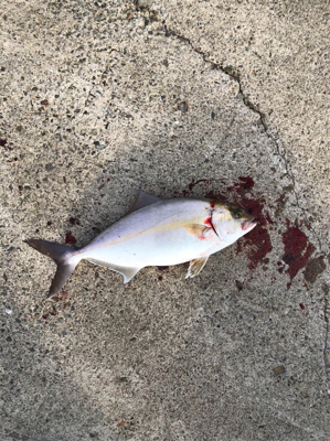 某有名漁港にて！ショアジギング！