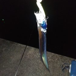 須磨で牙族きてます