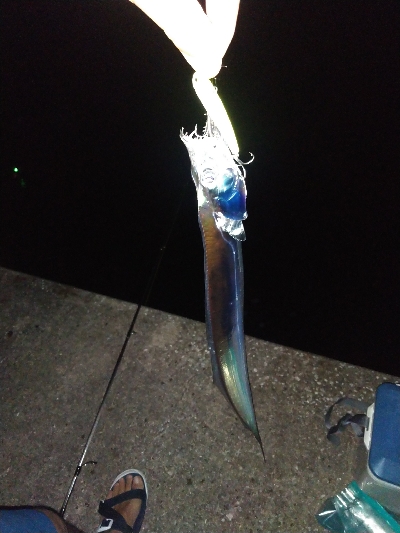 須磨で牙族きてます